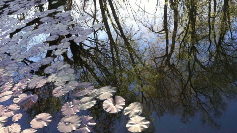 reflection of trees in lily pond